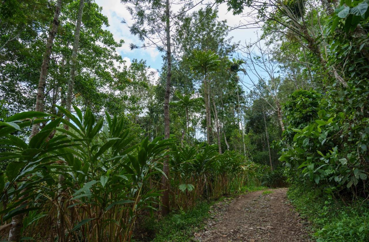 Mystic Trees, Kumily Apartment Thekkady Exterior photo